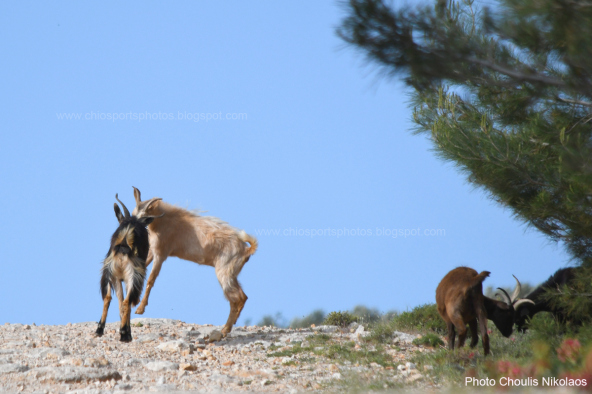 2nd-chios-hardstone-trail_7_by_nikos_choulis